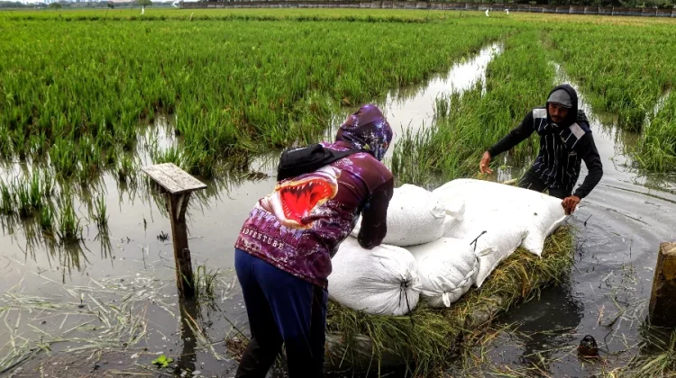 Sawah di Jakarta Tergerus Ekspansi Kota