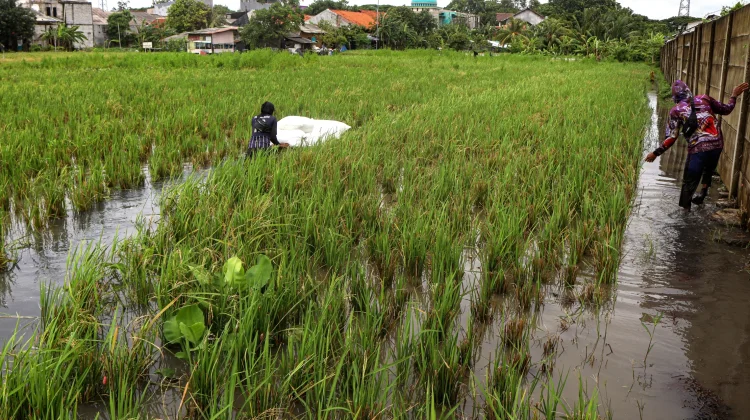 Sawah di Jakarta Tergerus Ekspansi Kota