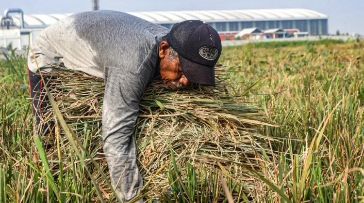 Sawah di Jakarta Tergerus Ekspansi Kota