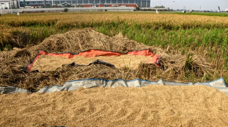 Sawah di Jakarta Tergerus Ekspansi Kota