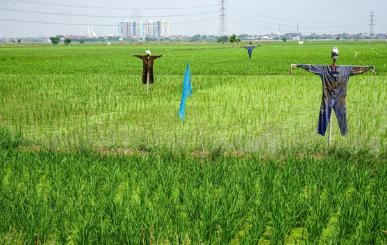 Sawah di Jakarta Tergerus Ekspansi Kota