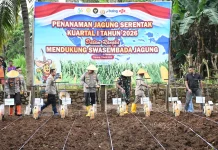 Polda NTT Tanam Jagung Serentak di Desa Taebenu