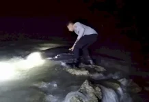 Paus Pilot Terdampar di Perairan Kab Rote Ndao