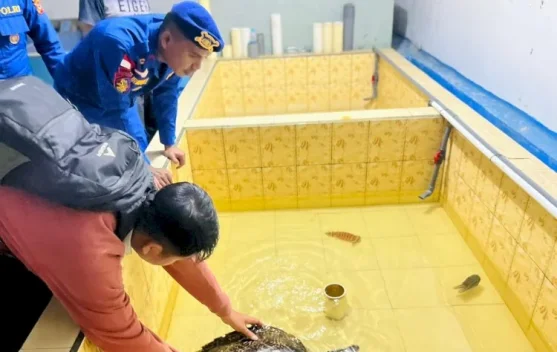 Penyelamatan Penyu Sisik di Perairan Labuan Bajo