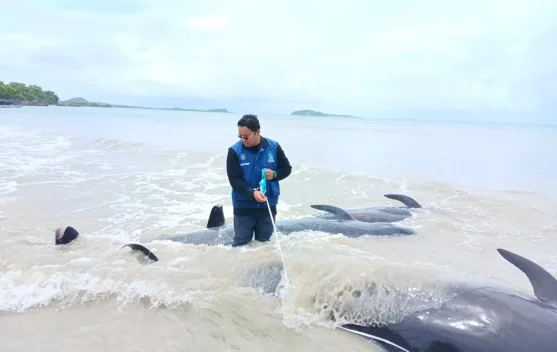Puluhan Paus Pilot Terdampar di Perairan Kab Rote Ndao