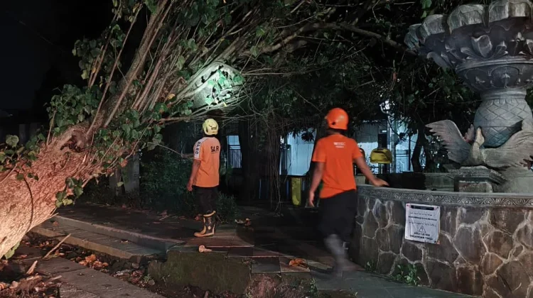 BPBD Kota Madiun Tangani Pohon Tumbang akibat Tidak Kuat Menopang Beban