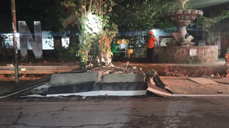 BPBD Kota Madiun Tangani Pohon Tumbang akibat Tidak Kuat Menopang Beban