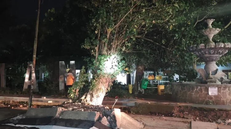 BPBD Kota Madiun Tangani Pohon Tumbang akibat Tidak Kuat Menopang Beban