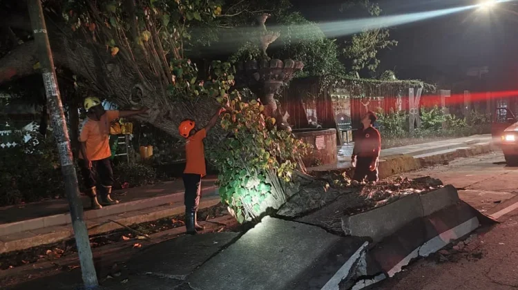 BPBD Kota Madiun Tangani Pohon Tumbang akibat Tidak Kuat Menopang Beban
