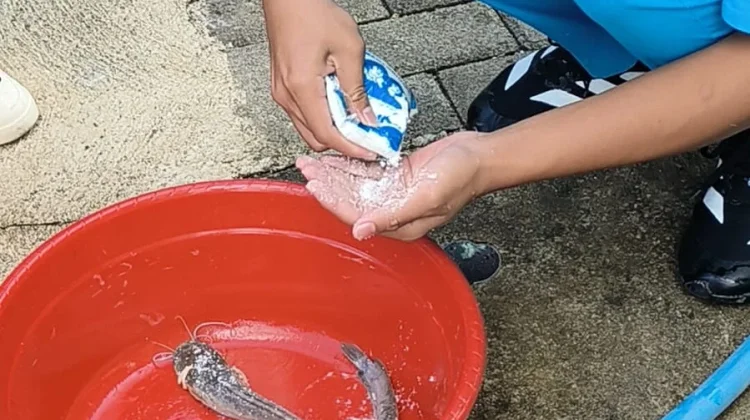 ABSULE, Siswa MTsN 12 Madiun Sukses Olah Makanan Sisa MBG Jadi Abon sukun lele
