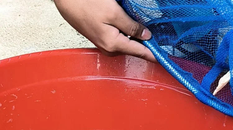 ABSULE, Siswa MTsN 12 Madiun Sukses Olah Makanan Sisa MBG Jadi Abon sukun lele
