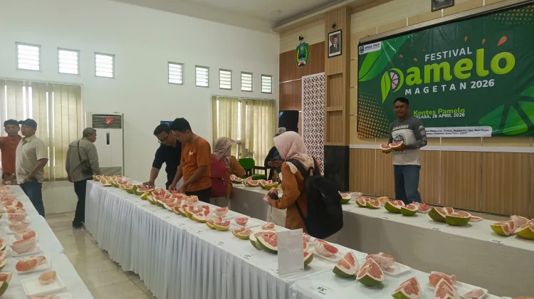 Luas Tanam Capai Ratusan Ribu Pohon, Produksi Pamelo Magetan Terus Meningkat