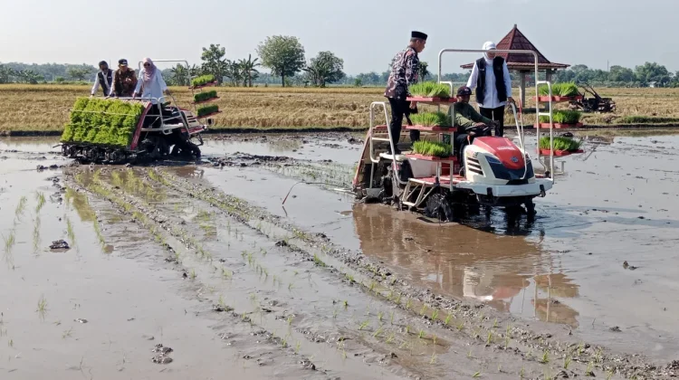 Gubernur Jawa Timur Hadiri Gerakan Panen dan Percepatan Tanam Padi di Kab. Madiun