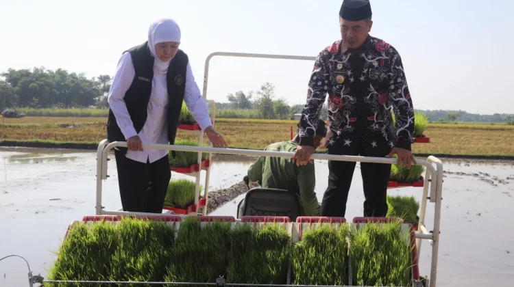 Gubernur Jawa Timur Hadiri Gerakan Panen dan Percepatan Tanam Padi di Kab. Madiun