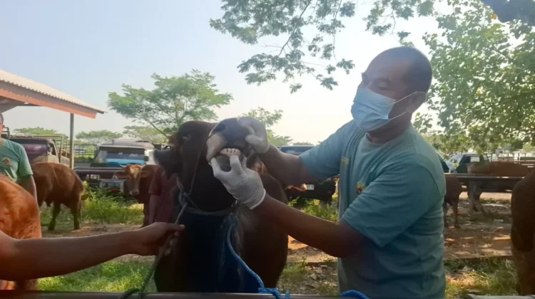 DKPP Madiun Perketat Pemeriksaan Hewan Kurban Menjelang Idul Adha