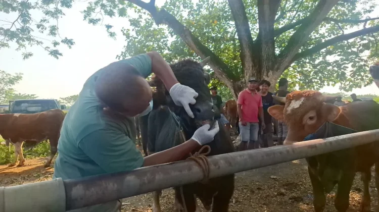 DKPP Madiun Perketat Pemeriksaan Hewan Kurban Menjelang Idul Adha