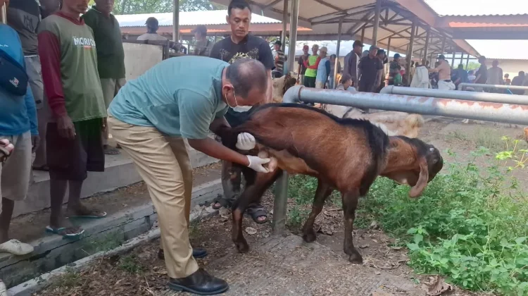 DKPP Madiun Perketat Pemeriksaan Hewan Kurban Menjelang Idul Adha