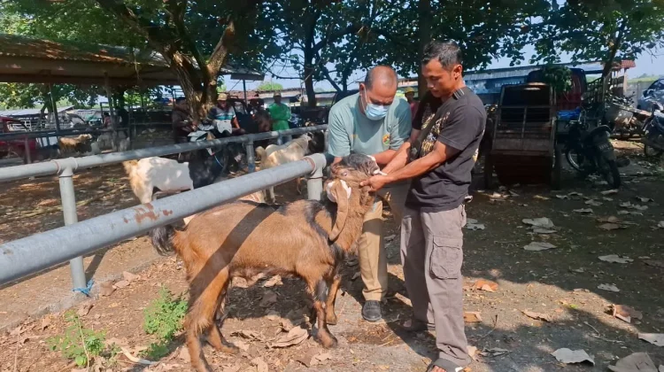 DKPP Madiun Perketat Pemeriksaan Hewan Kurban Menjelang Idul Adha