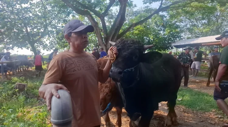 DKPP Madiun Perketat Pemeriksaan Hewan Kurban Menjelang Idul Adha