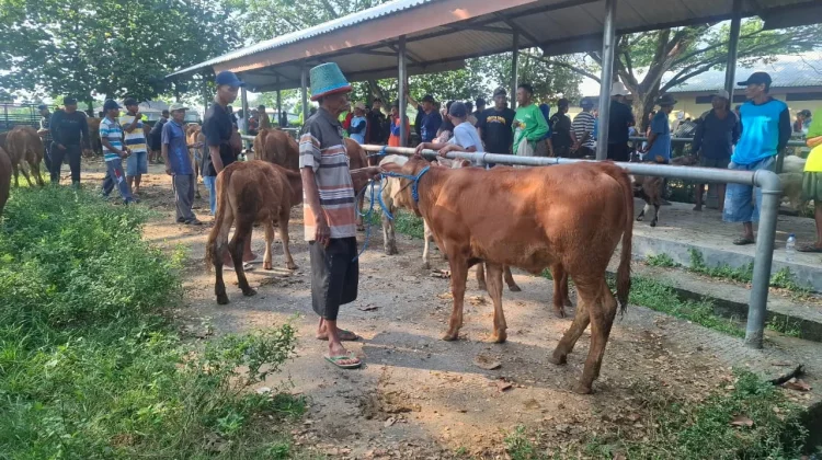 DKPP Madiun Perketat Pemeriksaan Hewan Kurban Menjelang Idul Adha