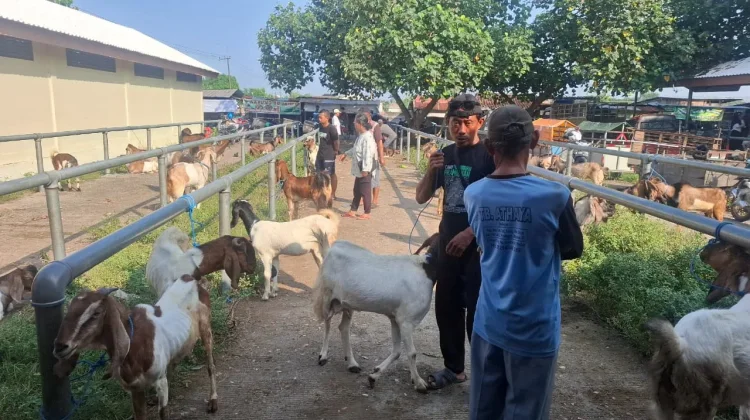 DKPP Madiun Perketat Pemeriksaan Hewan Kurban Menjelang Idul Adha