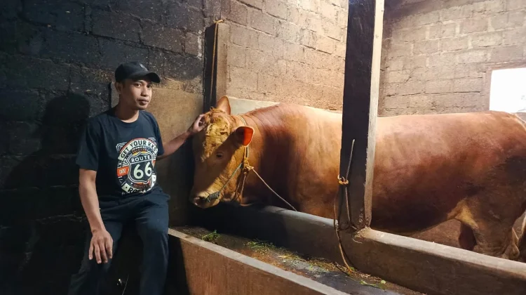 Ini Sapi Kurban Presiden Prabowo Berbobot 1 Ton Lebih dari Magetan, Namanya Zipo
