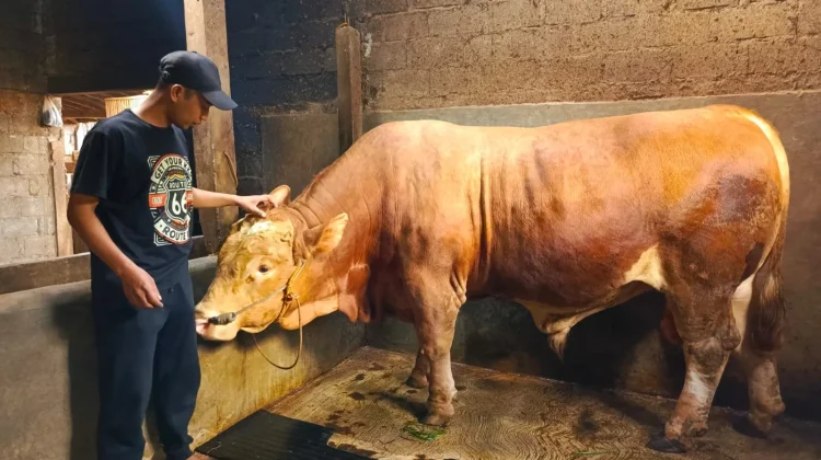 Ini Sapi Kurban Presiden Prabowo Berbobot 1 Ton Lebih dari Magetan, Namanya Zipo
