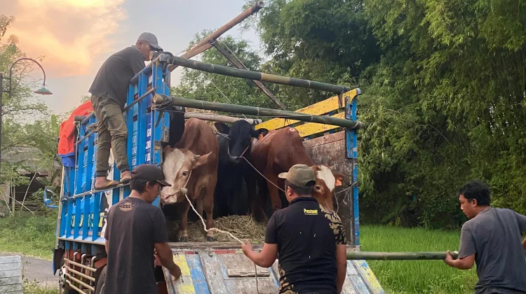 PDI Perjuangan Magetan Sembelih 4 Sapi dan 15 Kambing saat Iduladha 2026