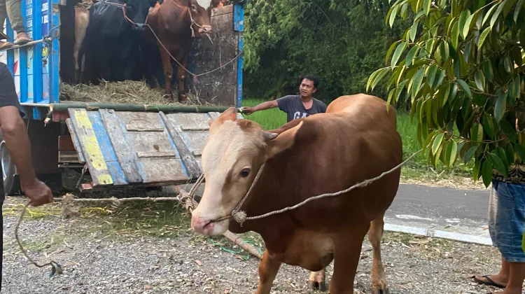 PDI Perjuangan Magetan Sembelih 4 Sapi dan 15 Kambing saat Iduladha 2026