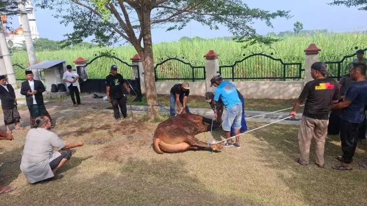 Suasana Penyembelihan Hewan Kurban di Kabupaten Madiun