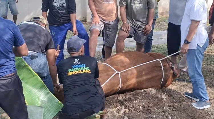 Suasana Penyembelihan Hewan Kurban di Kabupaten Madiun