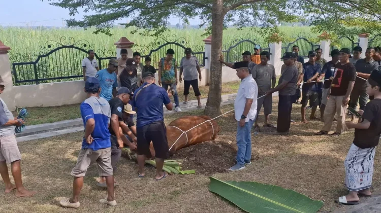 Suasana Penyembelihan Hewan Kurban di Kabupaten Madiun