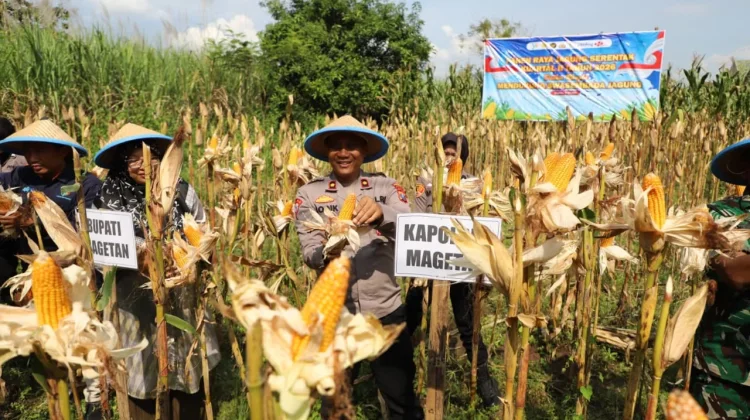 Panen Raya Jagung di Lahan Aset Polri, Polres Magetan Klaim Dukung Ketahanan Pangan