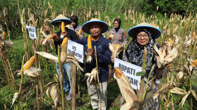 Polres Magetan Panen Jagung di Sukomoro, Manfaatkan Lahan Aset untuk Pertanian