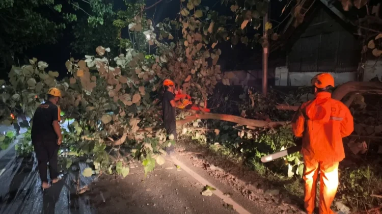 BPBD Magetan Minta Warga Waspadai Pohon Rapuh Saat Angin Kencang