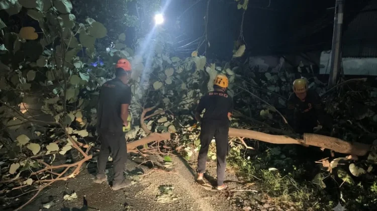 Angin Kencang Patahkan Dahan Waru, Akses Maospati–Ngawi Sempat Terganggu