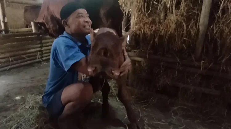 Hebohkan Warga, Anak Sapi Bermata Tiga Lahir di Magetan