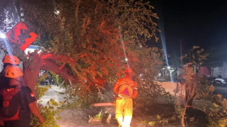 Pohon Tumbang Sempat Tutup Separuh Jalan Raya Kawedanan-Magetan