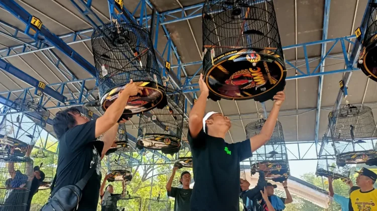 Lomba Burung Berkicau Bupati Madiun Cup Hadirkan Peserta dari Luar Kota