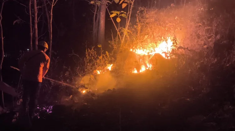 Hutan Rakyat di Mategal Magetan Terbakar, Luas Capai 3 Hektare