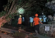 BPBD Kota Madiun Tangani Pohon Tumbang akibat Tidak Kuat Menopang Beban