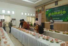 Luas Tanam Capai Ratusan Ribu Pohon, Produksi Pamelo Magetan Terus Meningkat