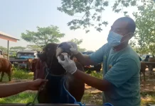 DKPP Madiun Perketat Pemeriksaan Hewan Kurban Menjelang Idul Adha