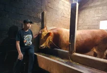 Ini Sapi Kurban Presiden Prabowo Berbobot 1 Ton Lebih dari Magetan, Namanya Zipo