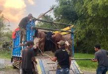 PDI Perjuangan Magetan Sembelih 4 Sapi dan 15 Kambing saat Iduladha 2026