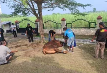 Suasana Penyembelihan Hewan Kurban di Kabupaten Madiun