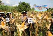 Panen Raya Jagung di Lahan Aset Polri, Polres Magetan Klaim Dukung Ketahanan Pangan