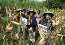 Polres Magetan Panen Jagung di Sukomoro, Manfaatkan Lahan Aset untuk Pertanian