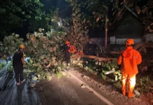 BPBD Magetan Minta Warga Waspadai Pohon Rapuh Saat Angin Kencang
