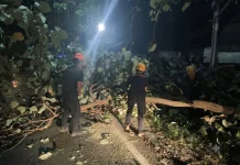 Angin Kencang Patahkan Dahan Waru, Akses Maospati–Ngawi Sempat Terganggu